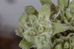 Bighead pygmycudweed